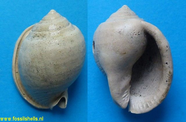 Semicassis grateloupi