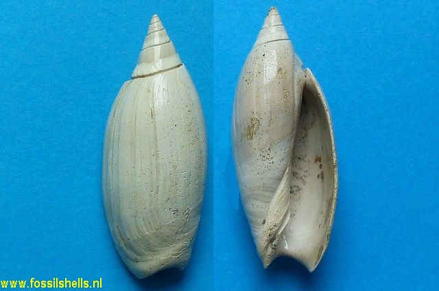 Olivancillaria plicaria