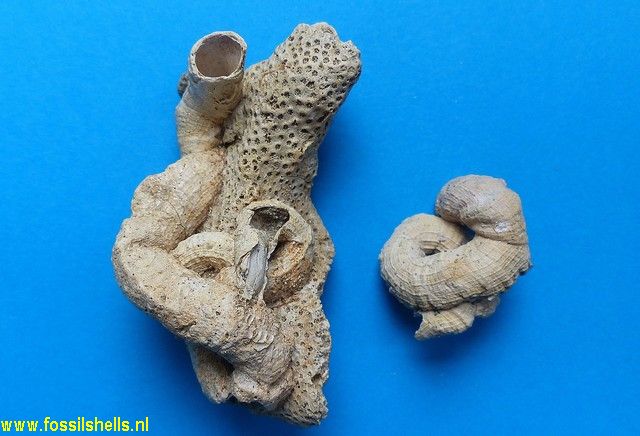 Vermetus arenarius turonensis