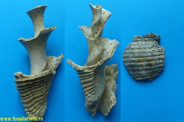 Buccinofusus species