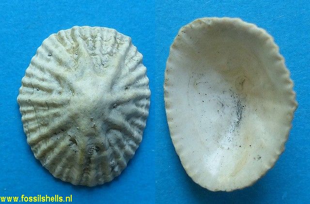 Siphonaria bisiphitis