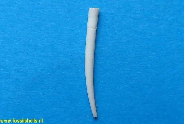 Dentalium burdigalinum