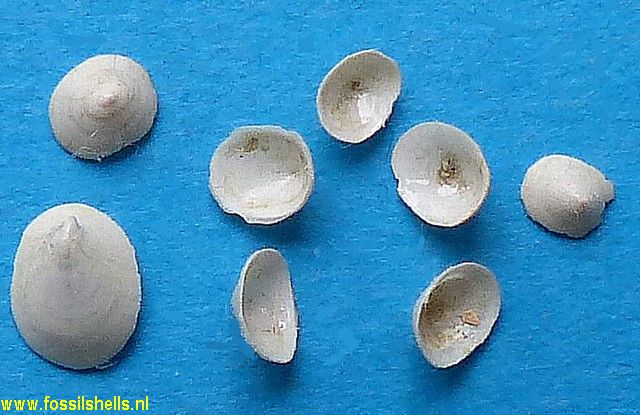 Tectura taurinensis ?