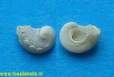 Haliotis species
