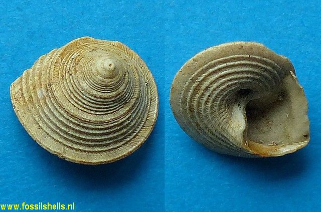 Calliostoma species