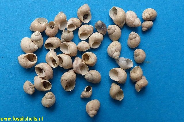 Phasianella aquensis