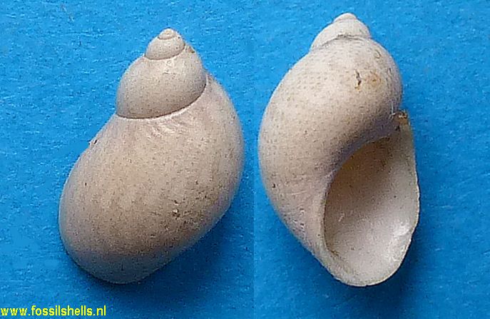 Phasianella aquensis nigropunctata