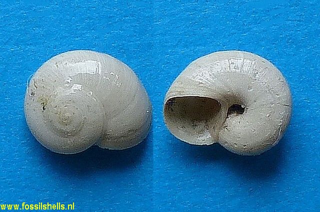 Teinostoma planibasis ?