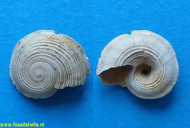 Tornus miobicarinatus