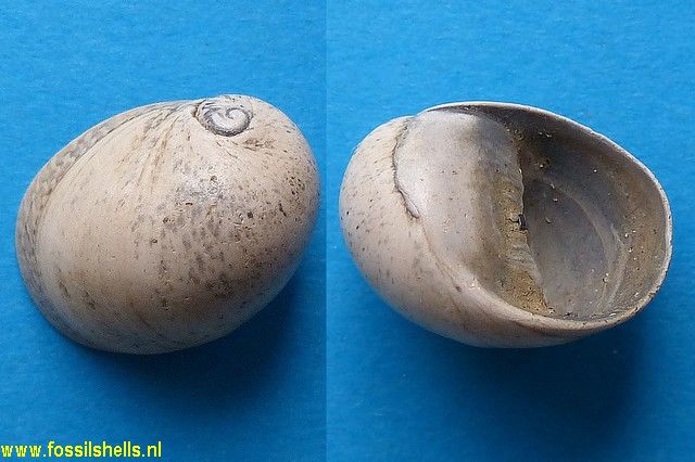 Neritina grateloupiana