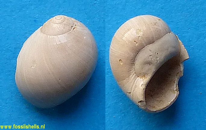 Natica parvuloides