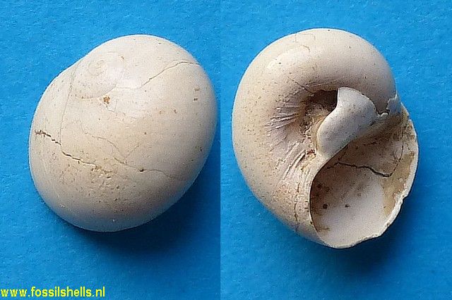 Natica olla subglaucinoides