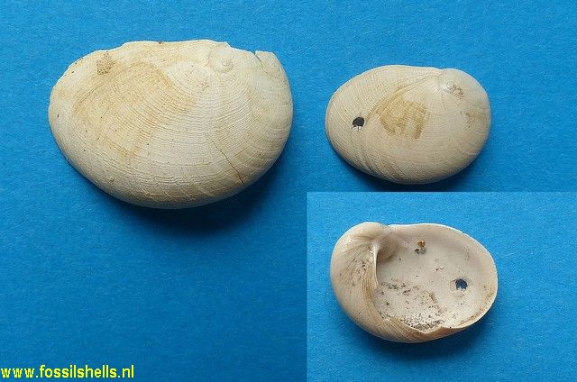Sinum striatum