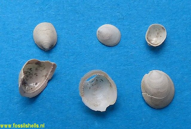 Plesiothyreus ancyliformis