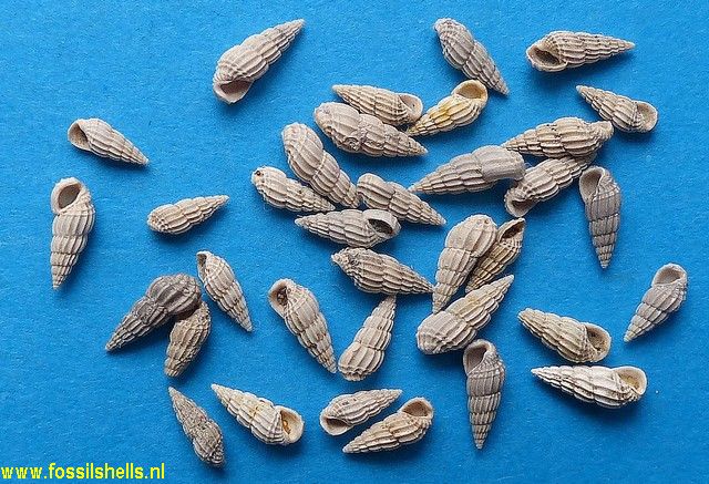 Rissoina bistriata stephaniensis