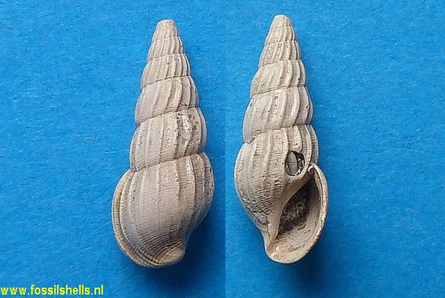 Rissoina loueli var.