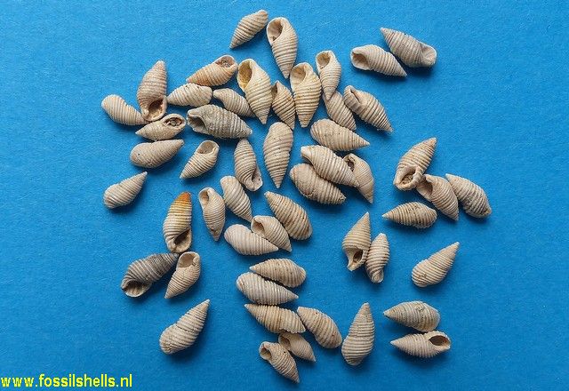 Stosicia planaxoides