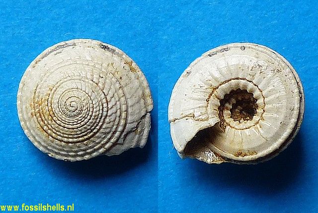 Architectonica micromphalus