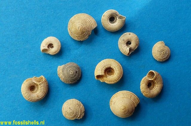 Architectonica subplicatum