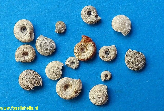 Architectonica planulatum