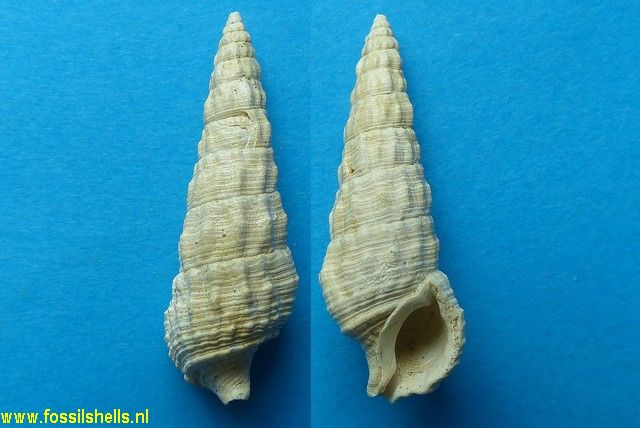 Cerithium raulini
