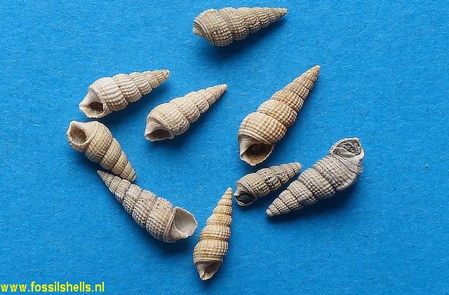 Bittium subgranosum evolutum