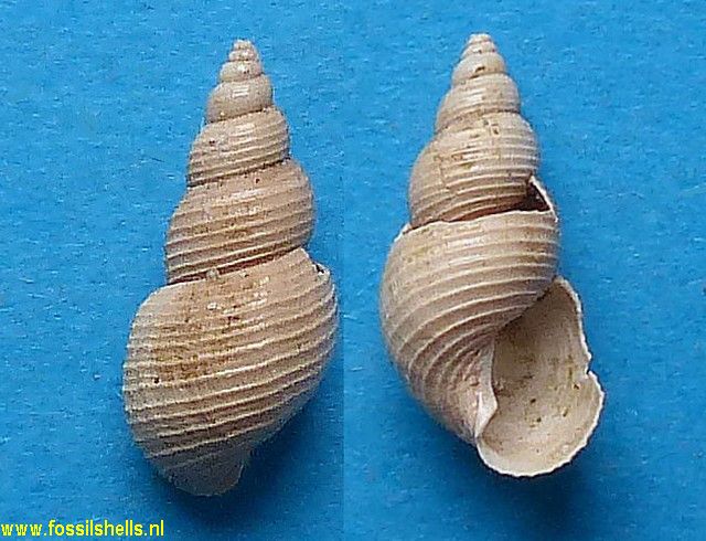 Dalliella brusinai peyroti