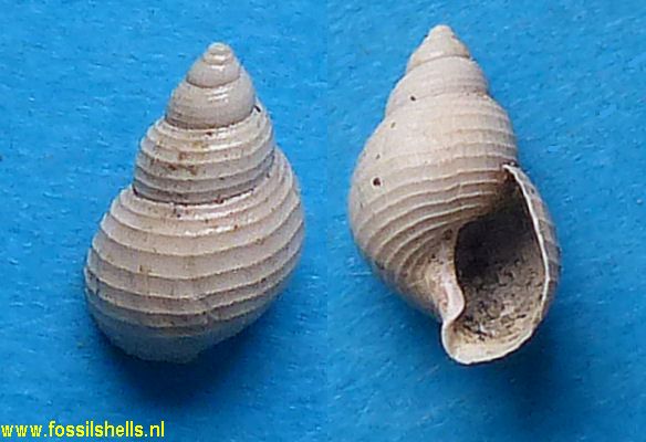 Dalliella species