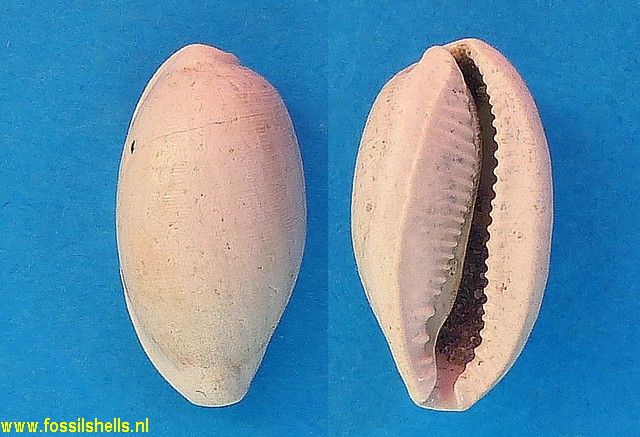 Cypraea subursellus