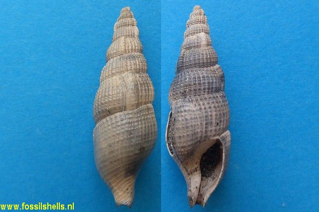 Colubraria miocaenica