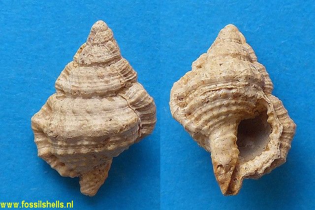 Gyrineum lessonae occidentalis