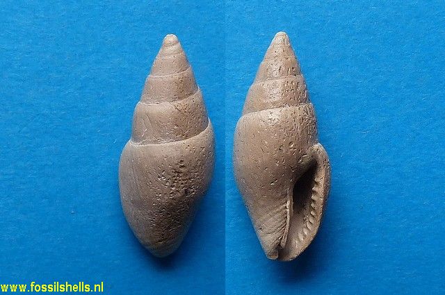 Columbella girondica