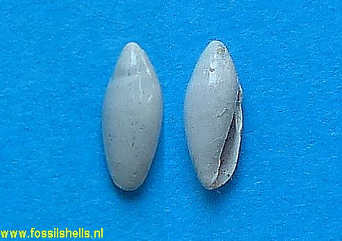 Marginella cossmanni
