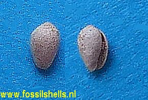 Cryptospira degrangei