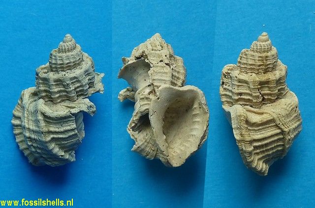 Trigonostoma pseudumbilicare