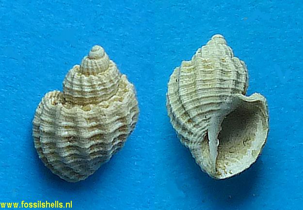 Trigonostoma burdigalense