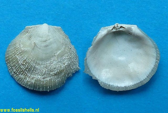 Spondylus radula