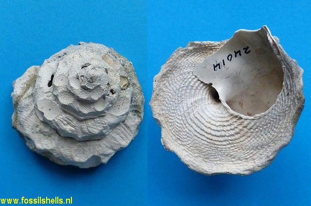 Xenophora conchyliophora