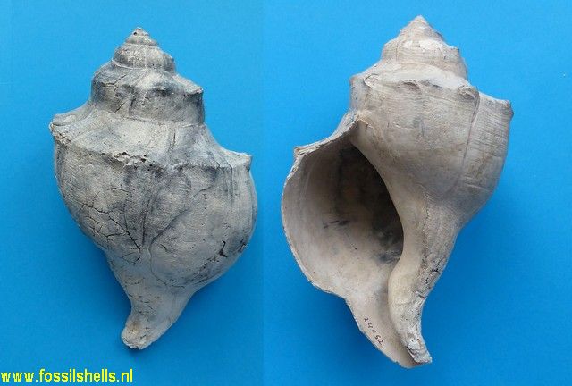 Sinistrofulgur hollisteri