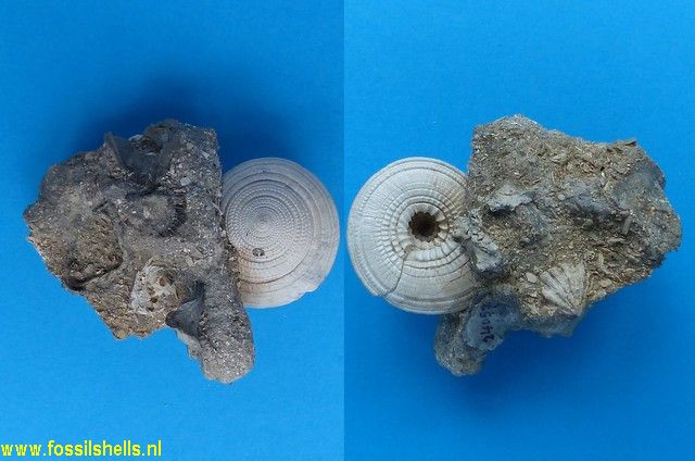 Architectonica catanesei