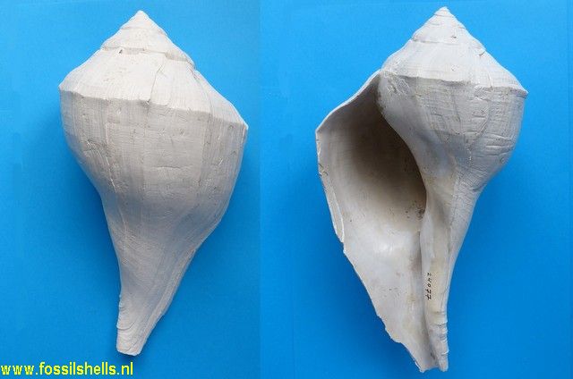 Sinistrofulgur labelleensis