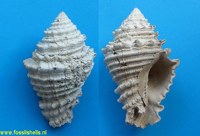 Hystrivasum jacksonense