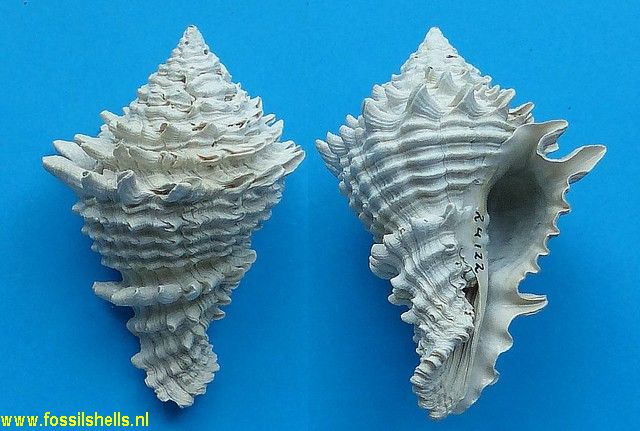 Hystrivasum griffini