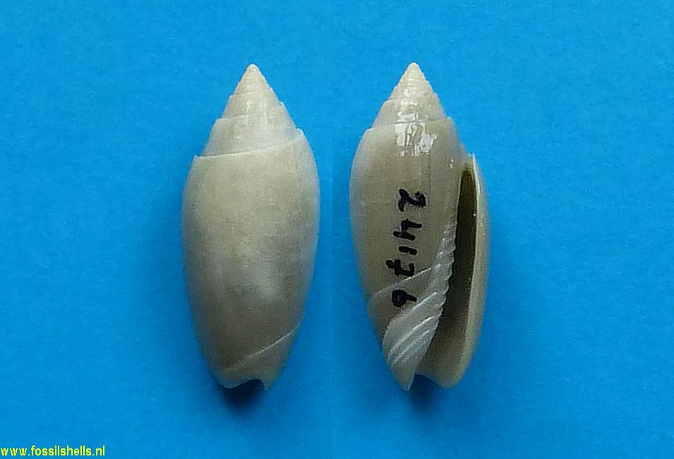 Oliva cokyae
