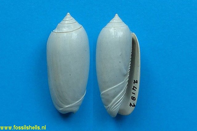 Oliva gravesae