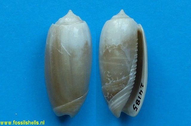 Oliva jeremyi