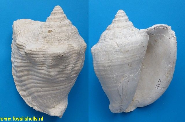 Strombus costatus griffini