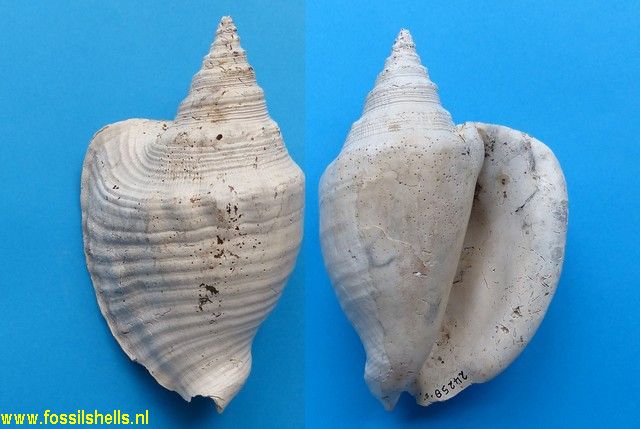 Strombus mayacensis scotti subspecies