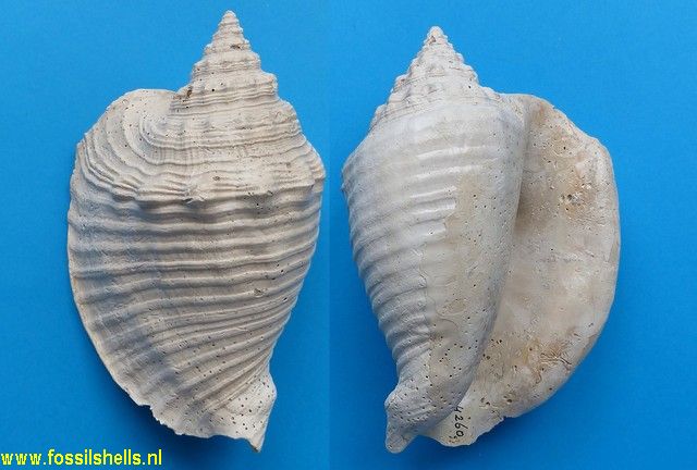 Strombus mayacensis holeylandicus