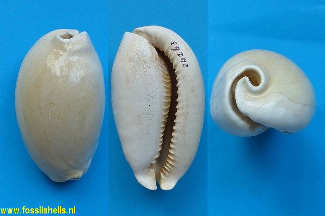 Siphocypraea cannoni